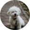 Maltese Puppy For Sale - Windy City Pups